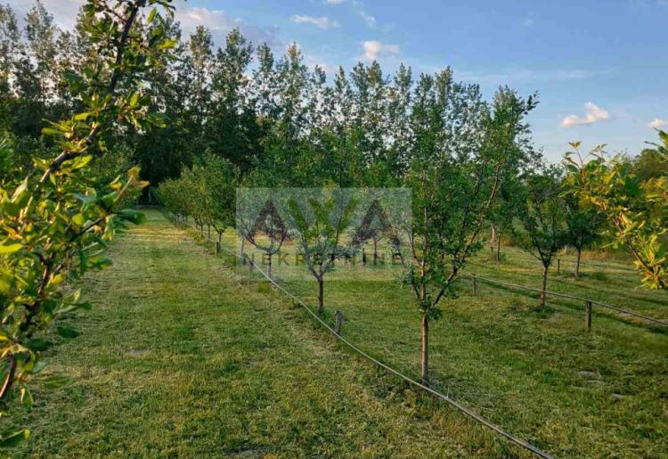 Kupusina – Mlad šljivik 6. godina, ograđen plac sa bunarom i sistemom kap po kap