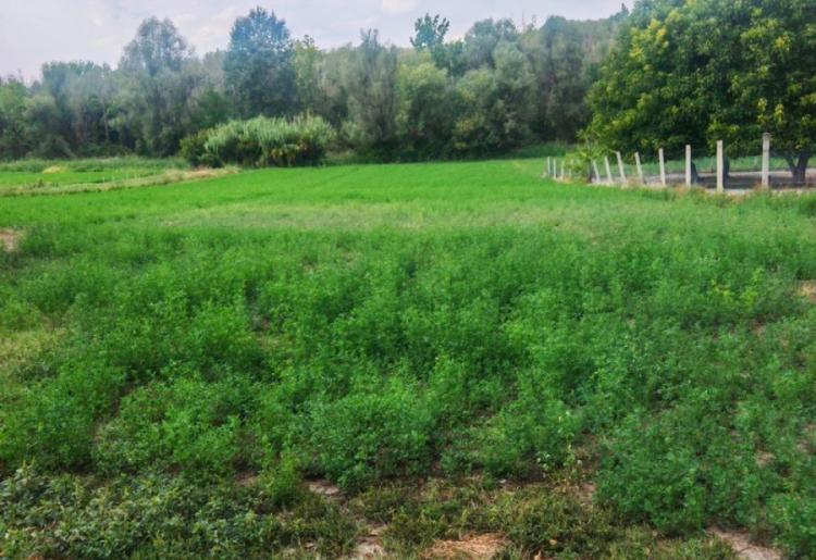 Kupusina – kada uz kuću želite i malo svog sveta