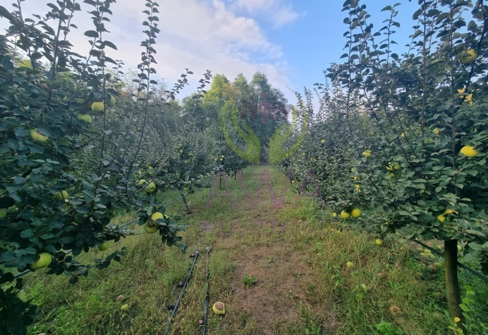 Vikendica sa voćnjakom i pomoćnim objektima
