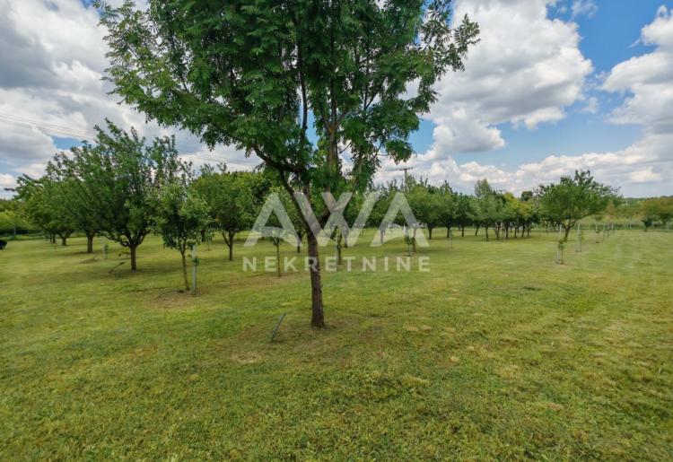 Apatin. Voćnjak ili 3 placa za vikendicu